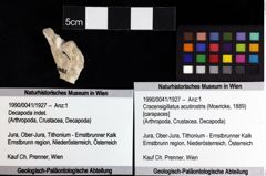 Foto (Objket + Etiketten) von Decapoda indet. 